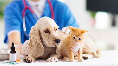 Covenant Animal Clinic Online Pharmacy